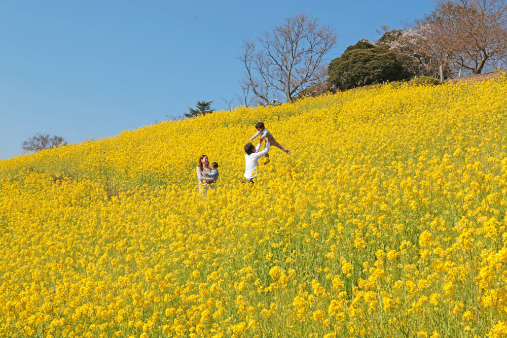 まるで黄色い絨毯♪菜の花畑を見に行こう！