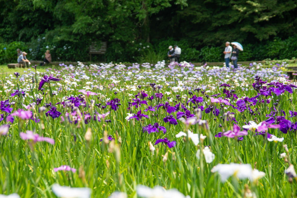 花菖蒲おすすめスポット