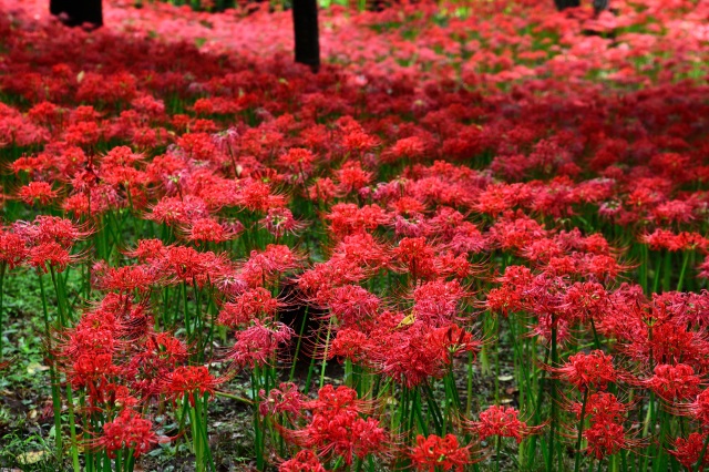 村上緑地公園