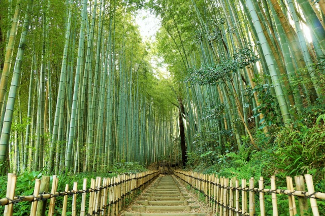 ひよどり坂