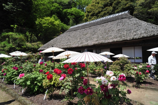 季節の花「ボタン」／茂原牡丹園
